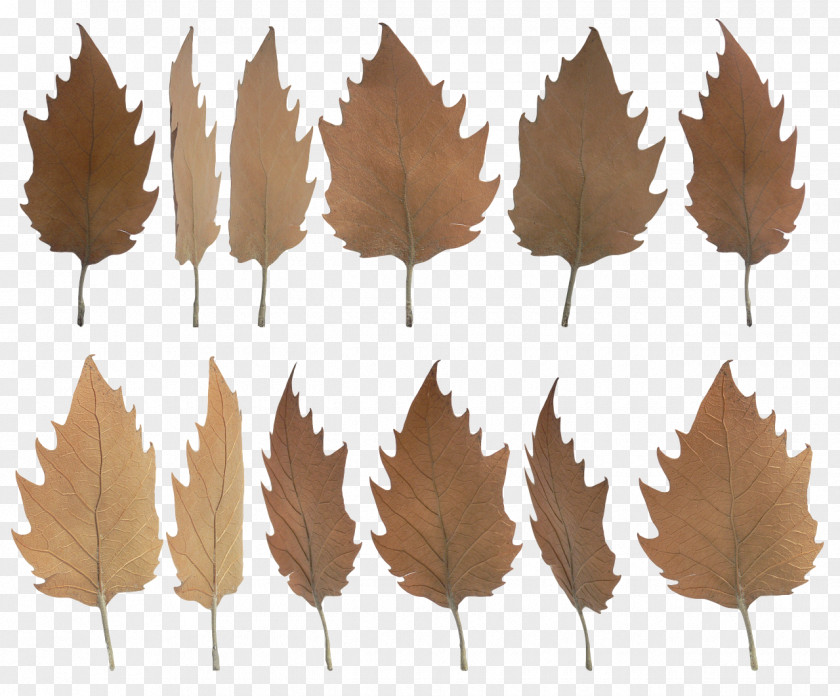 Leaf PNG