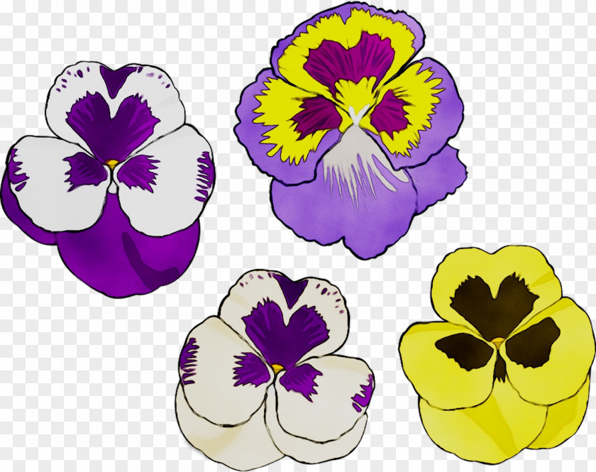 Pansy Herbaceous Plant Plants PNG