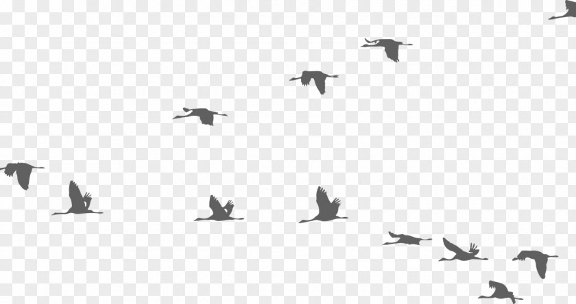 Bird Flight Crane Flock PNG