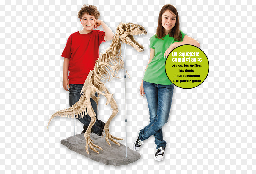 Dent Du Geant Tyrannosaurus Velociraptor SQUELETTE DU DINOSAURE Skeleton PNG