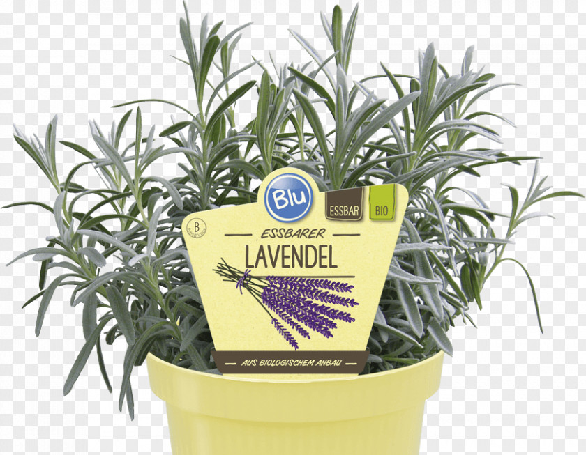 Lavendel English Lavender Herb Flowerpot Centimeter PNG