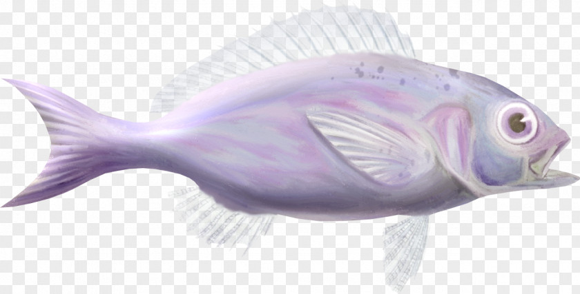 Ornamental Fish Aquatic Animal PNG