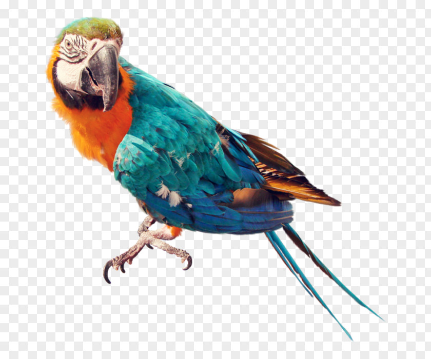 Parrot Pictures Parrots Of New Guinea Bird Columbidae PNG