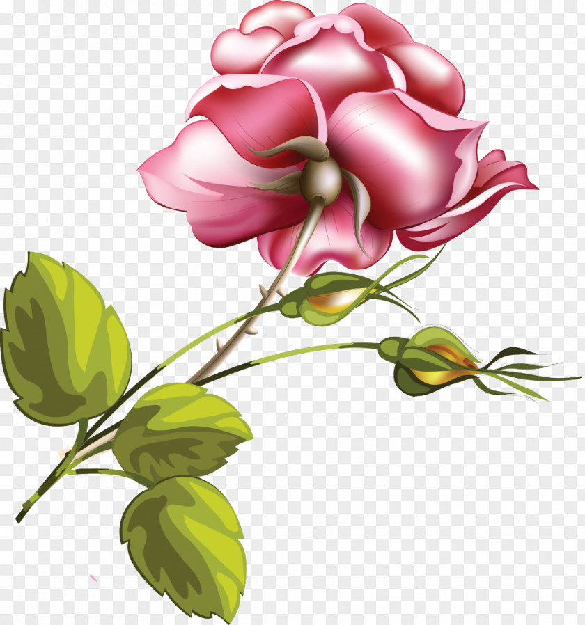 VECTOR FLOWERS Flower Rose Pink PNG
