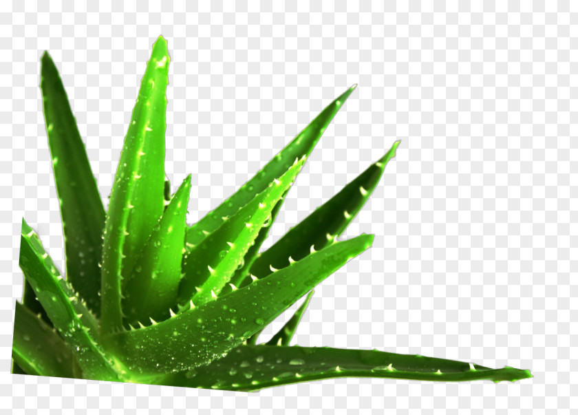 Aloe Vera Succulent Plant Medicine Medicinal Plants PNG