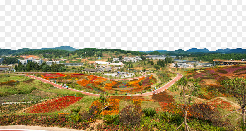Autumn Flower Painting Yangchangdong Town Landscape PNG