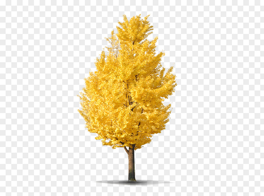 Autumn Tree PNG