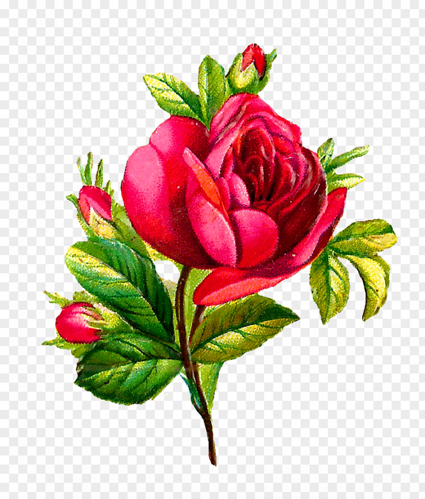 Botanical Flowers Centifolia Roses Flower Download Clip Art PNG