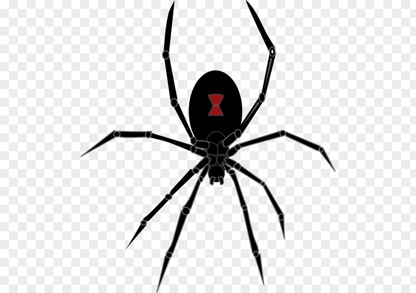 Cartoon Spiders Clipart Redback Spider Southern Black Widow Clip Art PNG