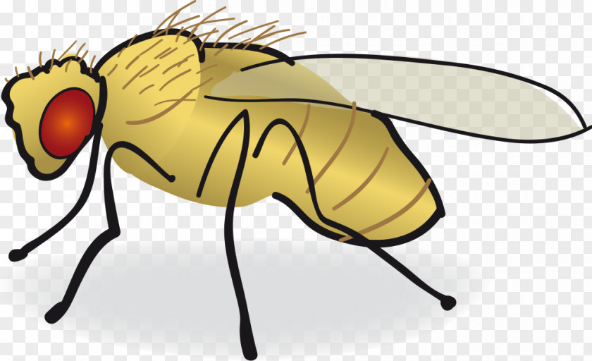 Fly Common Fruit Drawing Clip Art PNG