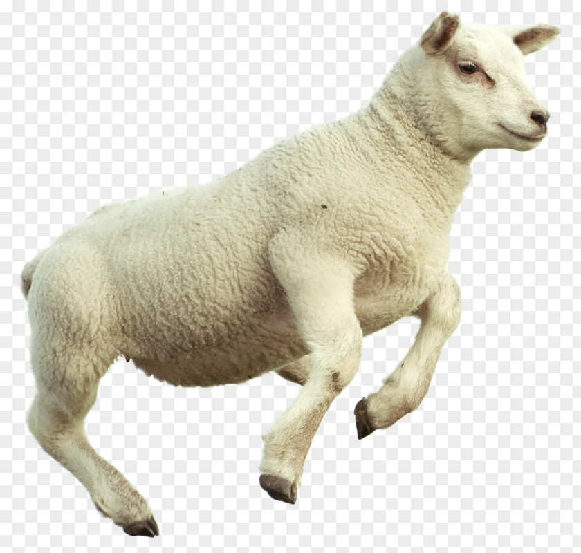 Goat Counting Sheep Merino Sheep's Meat Image PNG