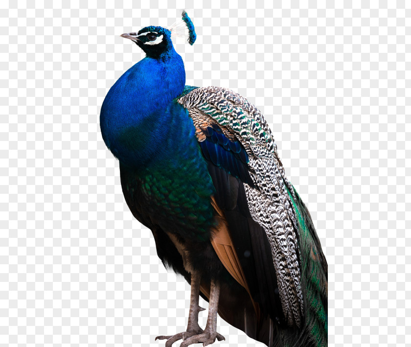 Peafowl Feather Desktop Wallpaper PNG