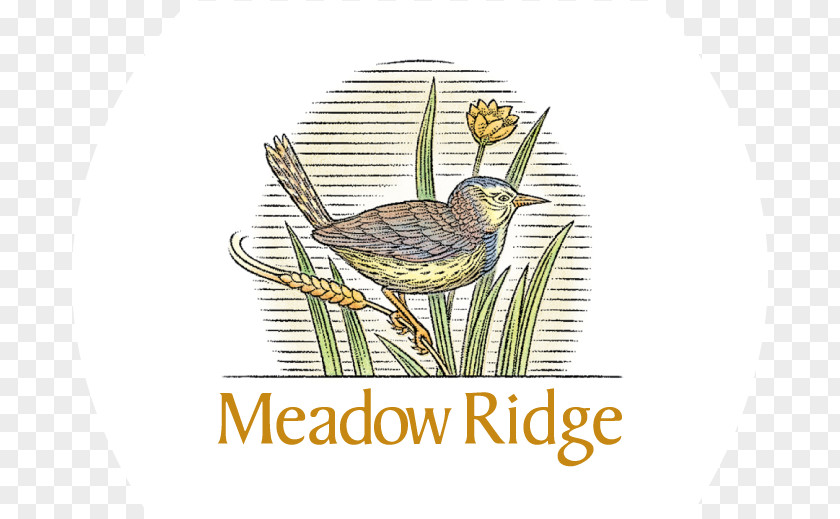 Ridge Beak Logo Brand Font PNG