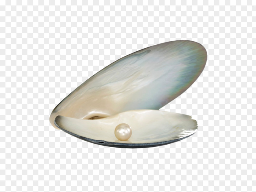 Seashell Pearl Lekker Laren Oyster PNG