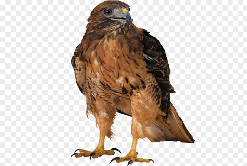 Hand-painted Falcon Oryol Bird Clip Art PNG