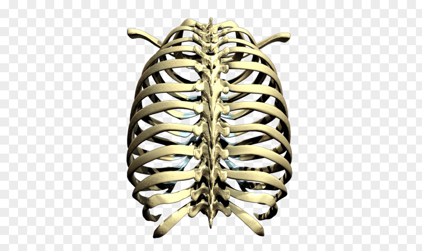 Rib Cage Transparent Images Skeleton PNG