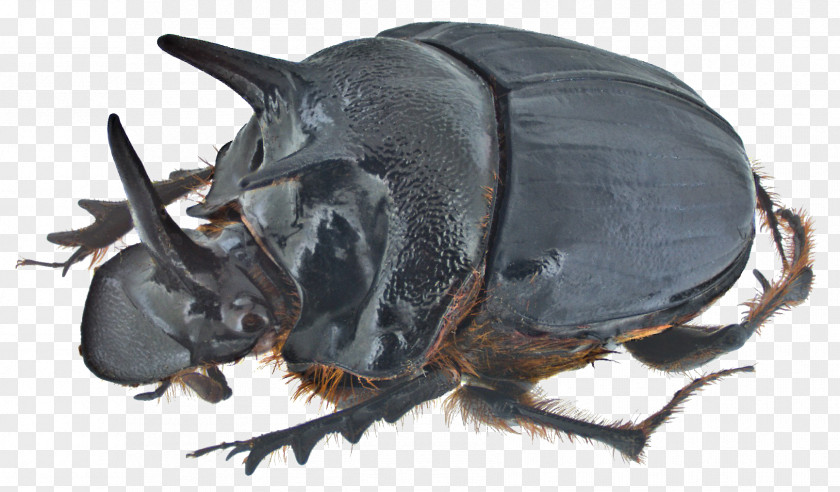 Beetle Dung Onthophagus Ferox Rhinoceros Beetles PNG