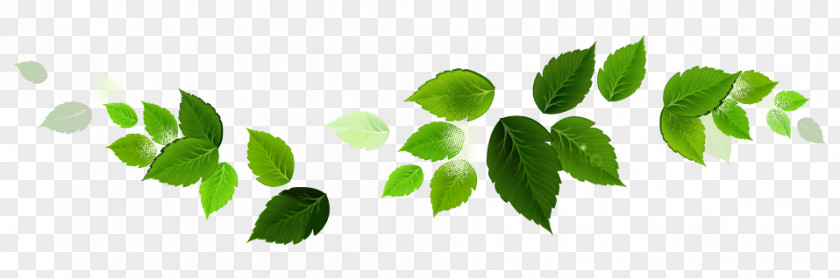 Domestic Cleaning Green Leaf Plant Stem Font PNG