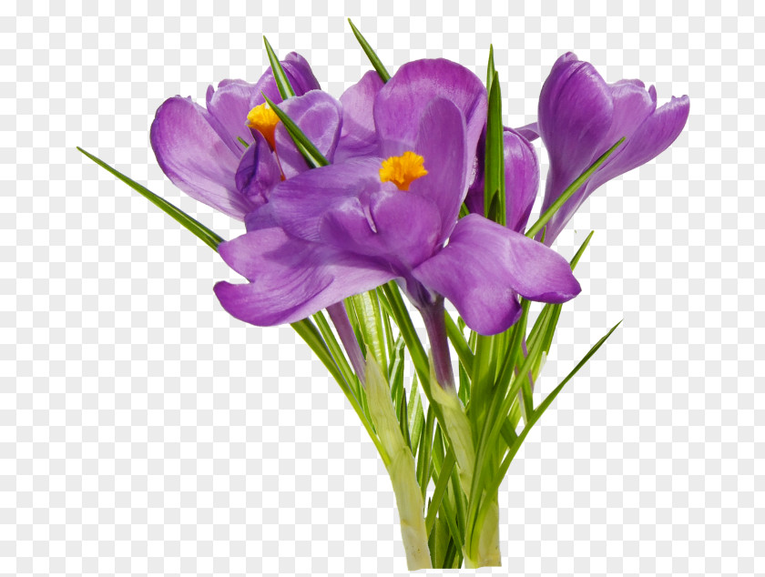 Flower First Spring Flowers PNG