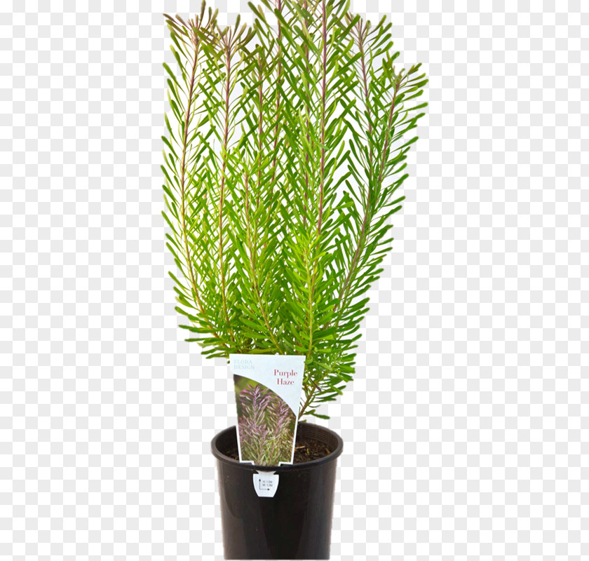 Flowerpot Tree Proteaflora Nursery PTY Ltd. Shrub Evergreen PNG