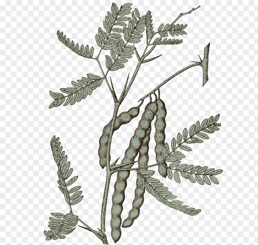 Pullulate Mesquite Tree Native Plant Prosopis Cineraria PNG