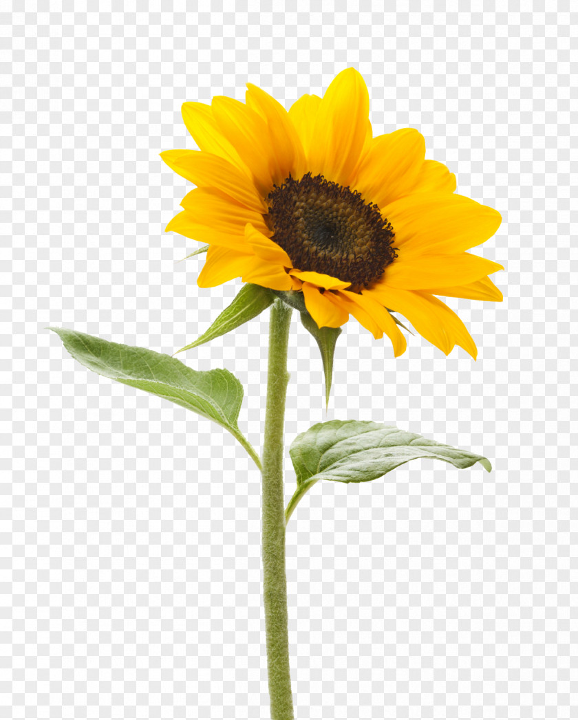 Sunflower Transparent Background Common Stock Photography Stock.xchng Color PNG