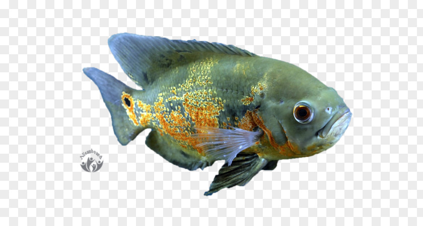Fish Goldfish Oscar Aquariums Tropical PNG