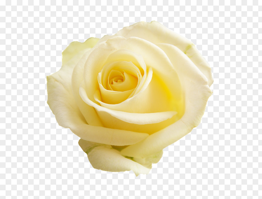 Flower Garden Roses White Cabbage Rose PNG
