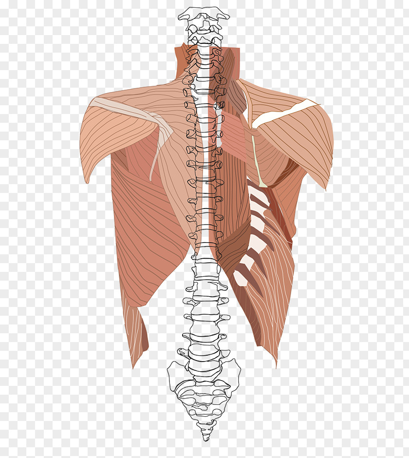 Human Muscle Shoulder Skeleton Homo Sapiens PNG