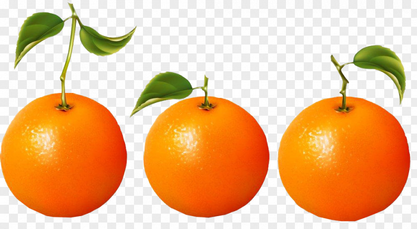 Three Orange Image Material Clementine Juice Blood Mandarin PNG