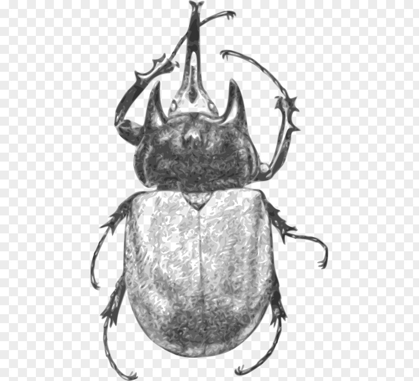 Vector Beetle Monochrome Black And White PNG