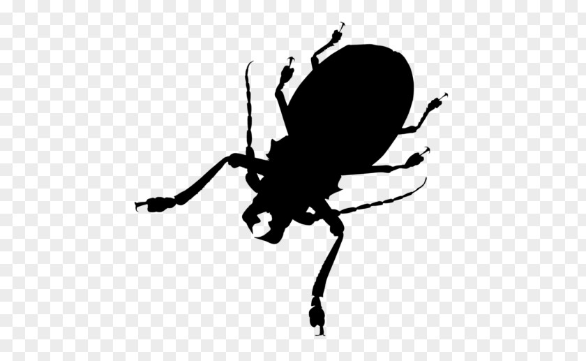 Weevil Insect Clip Art Line Silhouette PNG