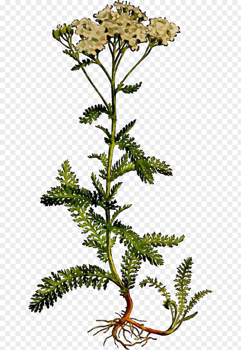 Yarrow Plants Tansy Daphne Mezereum Achillea Nobilis PNG