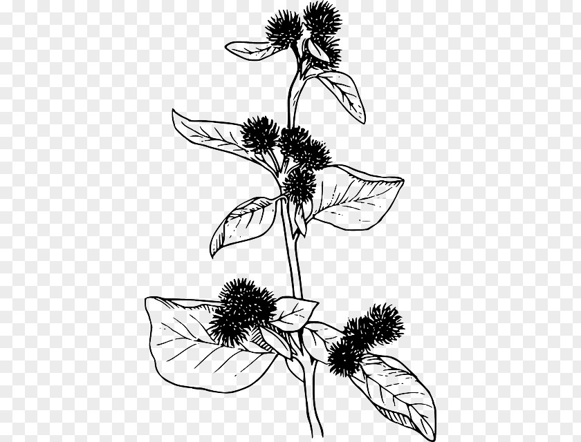 Botanical Blue Clip Art Vector Graphics Openclipart Image Greater Burdock PNG