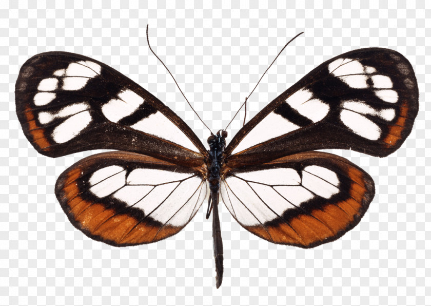 Butterfly Stock Photography Clip Art PNG