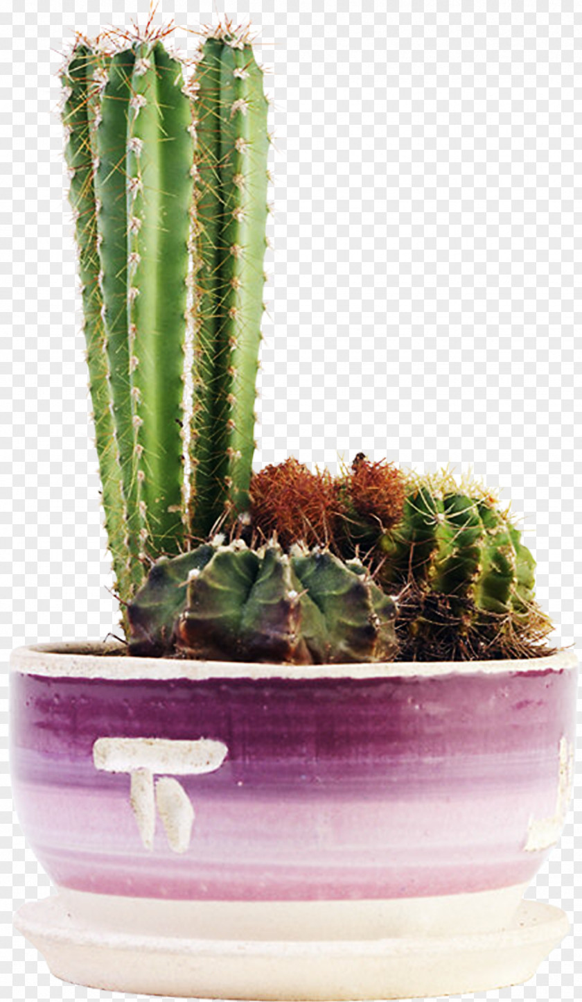 Cactus Cacti And Succulents Cactaceae Succulent Plant Flowering PNG