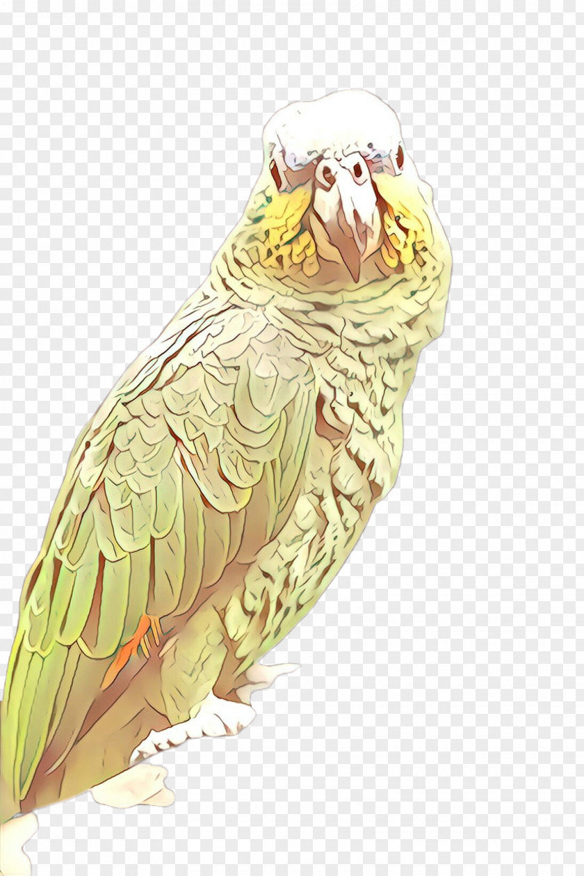 Drawing Cockatiel Bird Parrot PNG
