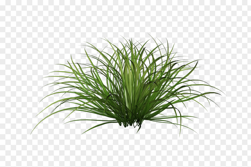 Tree Ornamental Grass Shrub Lawn Clip Art PNG
