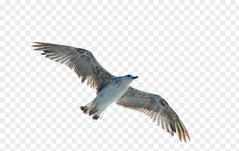 Bird European Herring Gull Buzzard PNG