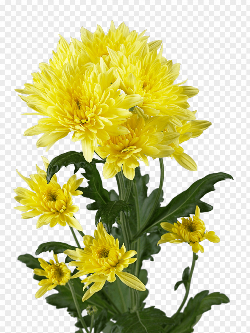 Chrysanthemum Blanket Flowers Dandelion Sunflower Seed Cut PNG