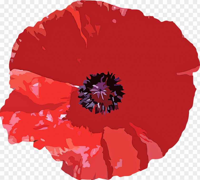 Corn Poppy Coquelicot Red Oriental Flower Plant PNG