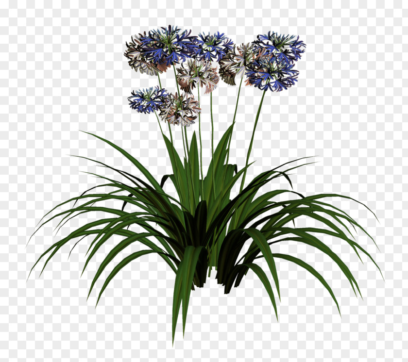 Cut Flowers Hyacinth Plant PNG