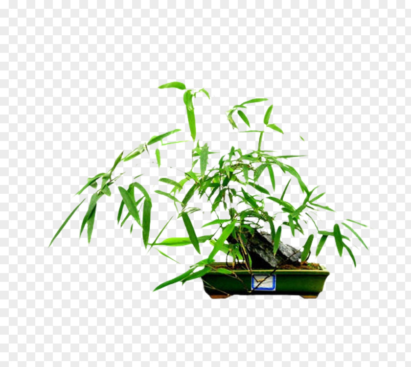 Green Bamboo Bonsai Rhapis Excelsa Bambusa Ventricosa Multiplex U2018Fernleafu2019 PNG