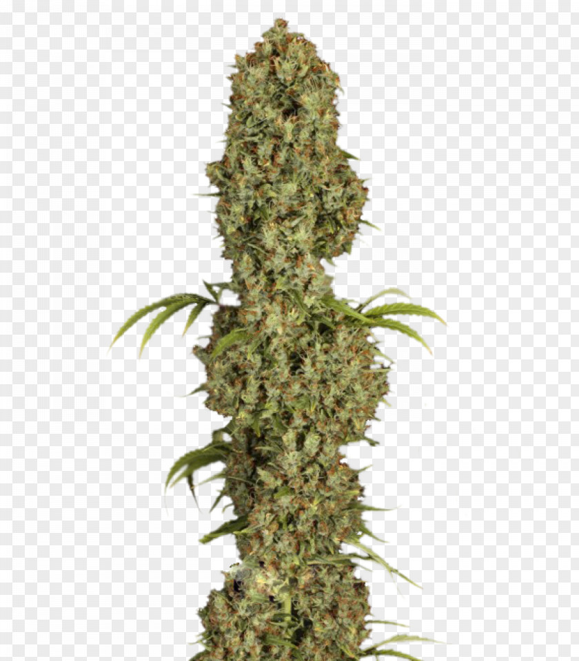 Cannabis Seed Cultivar Kush Grow Shop PNG