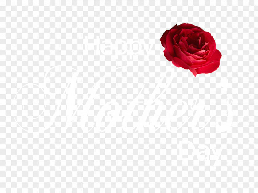 HAPPY MOTHERS DAY Cut Flowers Garden Roses Centifolia Rosaceae PNG