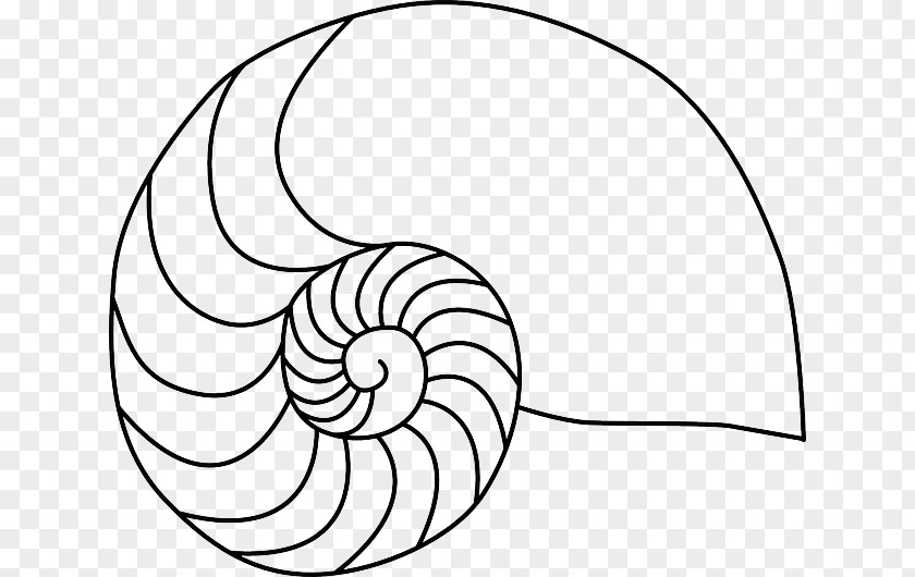 Mollusc Clip Art Nautilidae Vector Graphics Chambered Nautilus Openclipart PNG