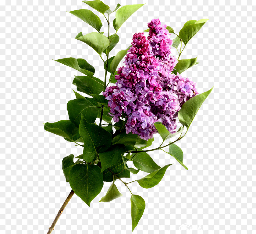 Lilac Flower Stock Photography High-definition Video PNG