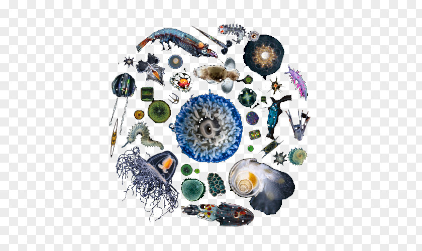 Phytoplankton Zooplankton Marine Biology Oceanography Organism PNG
