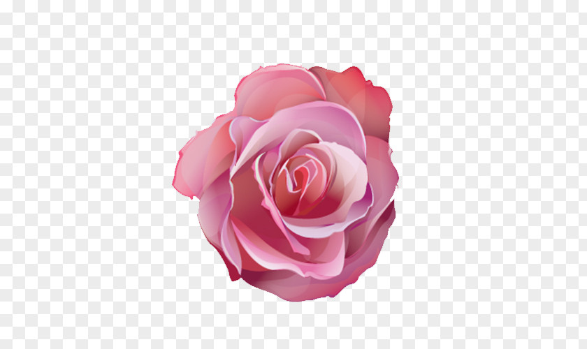 Pink Roses Centifolia Flower Designer PNG