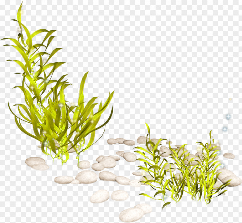 Seaweed Aquatic Plant Clip Art PNG